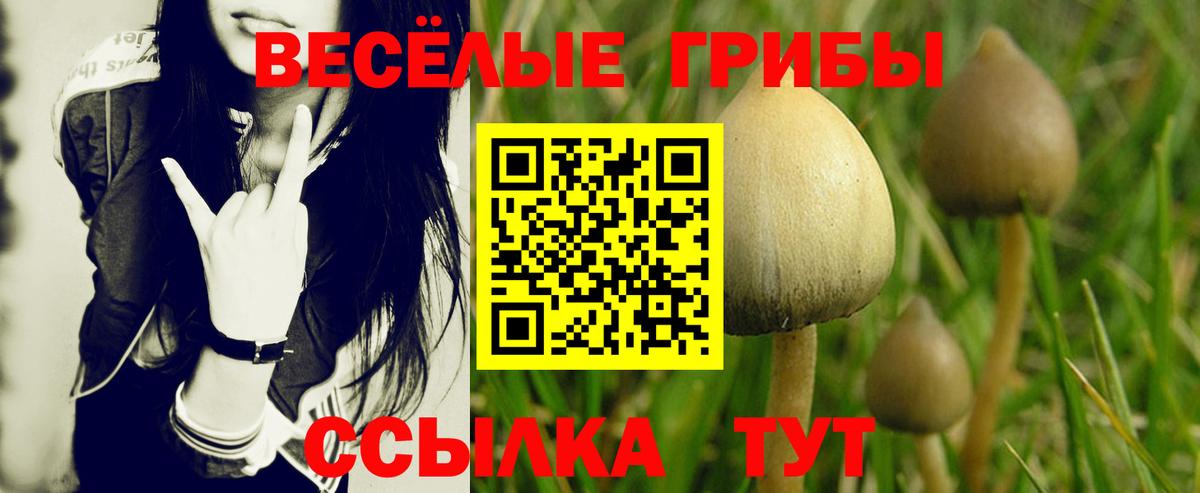 Псилоцибиновые грибы Psilocybine cubensis Полысаево